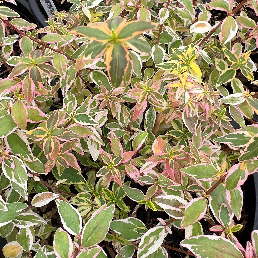 Abelia x gr. 'Radiance' PP21929