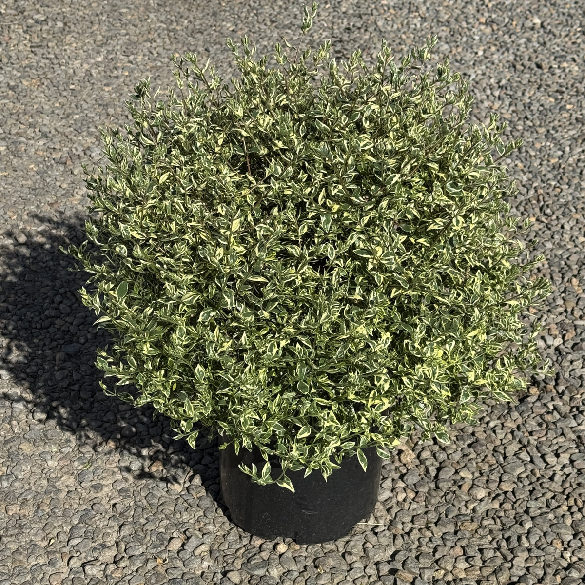 Abelia x gr. 'Variegata'