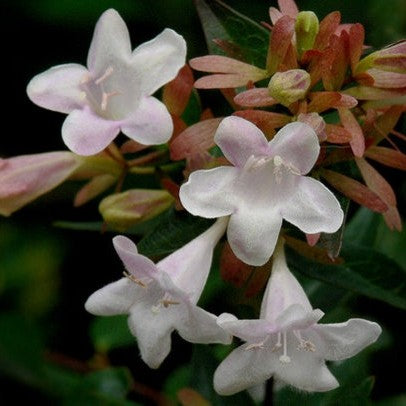 Abelia x grandiflora (white)