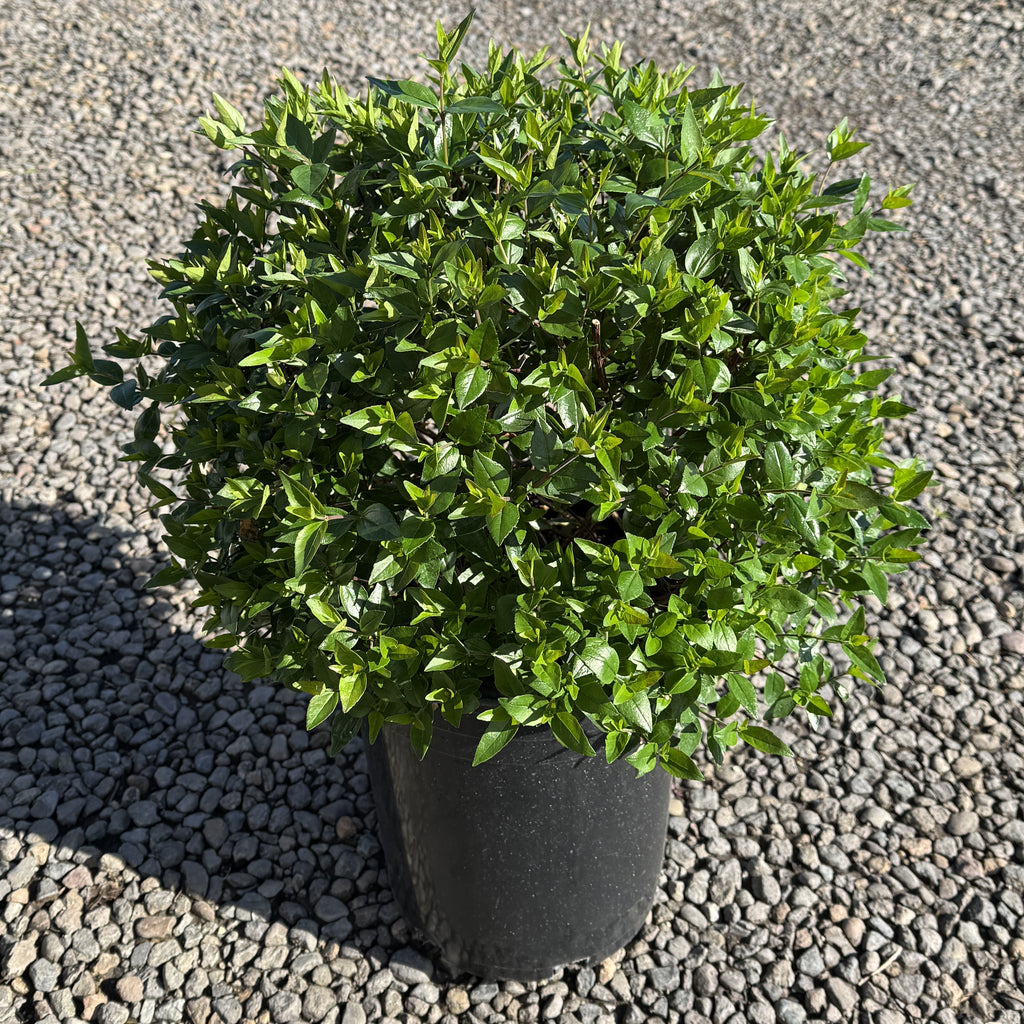 Abelia x grandiflora (white)