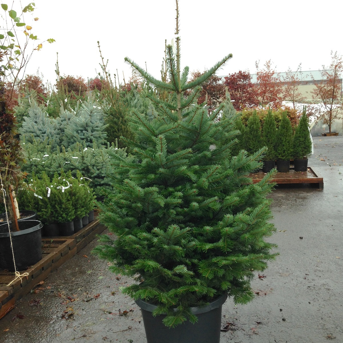 Abies nordmanniana