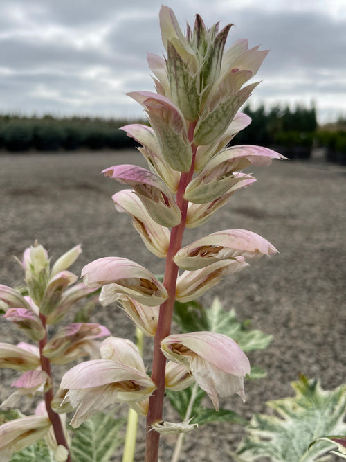 Acanthus 'Whitewater' PP23342
