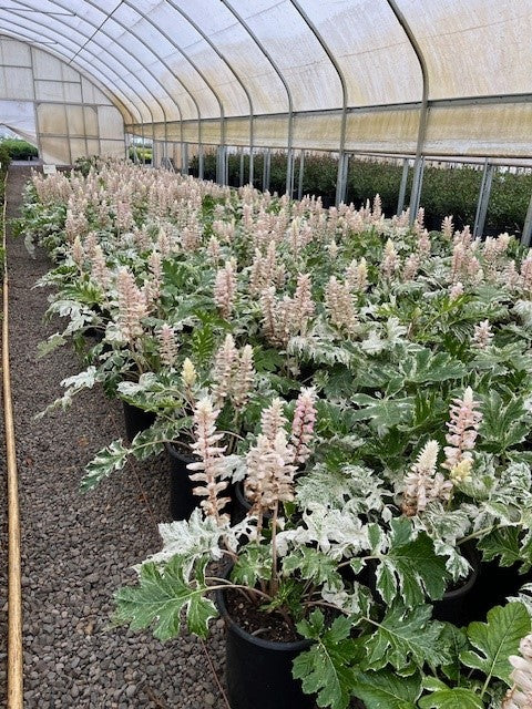 Acanthus 'Whitewater' PP23342