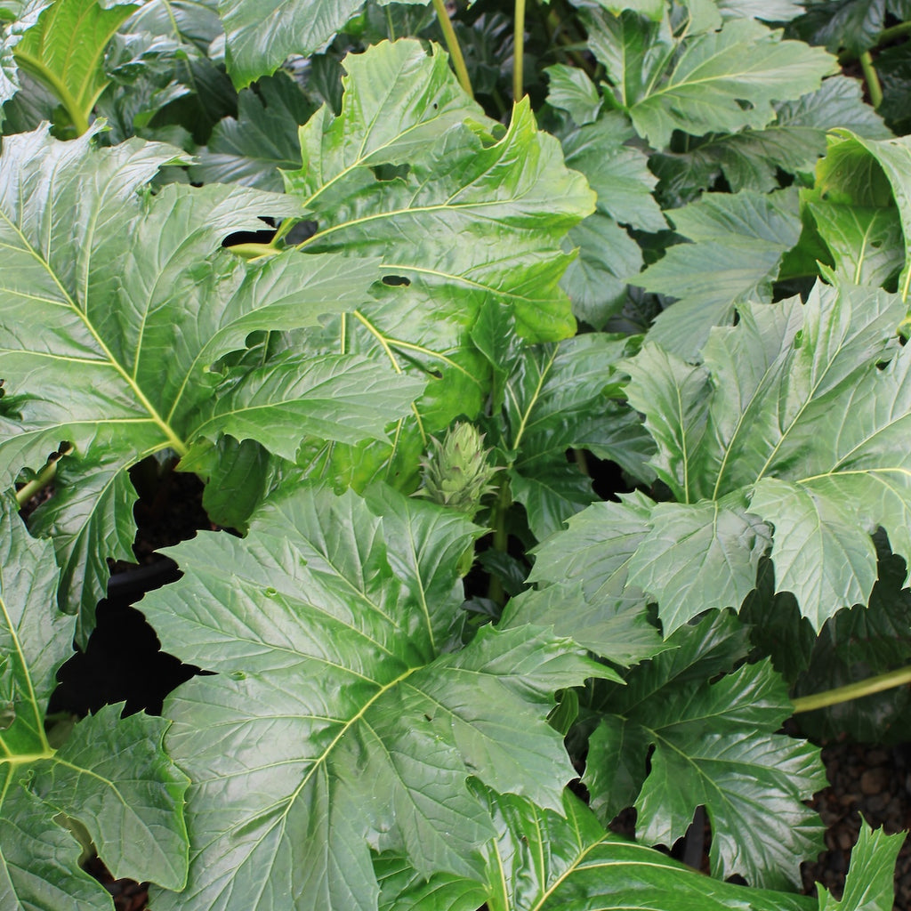 Acanthus mollis