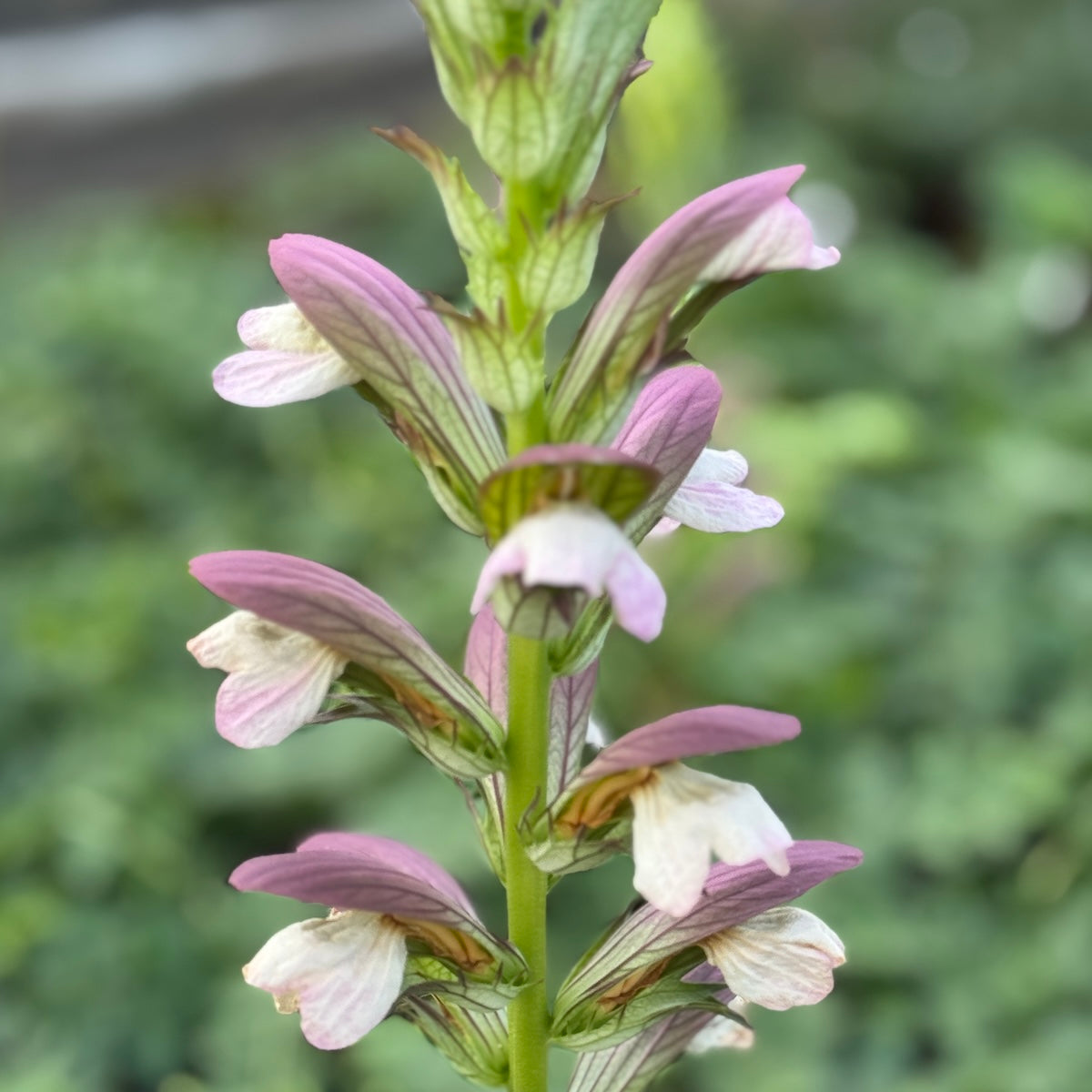 Acanthus mollis 'Morning Candle'