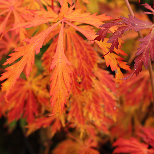 Acer japonicum 'Aconitifolium'