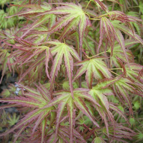 Acer palmatum 'Kamagata' (Dwarf)