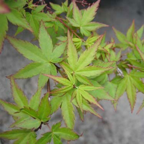 Acer palmatum 'Hanami nishiki' (DWARF) (CG)