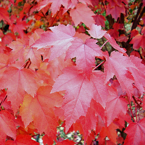 Acer r. 'Brandywine'