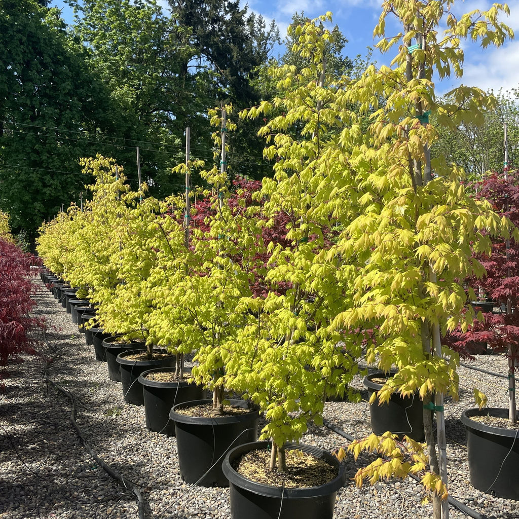 Acer Japonicum 'Moonrise' (BBP)
