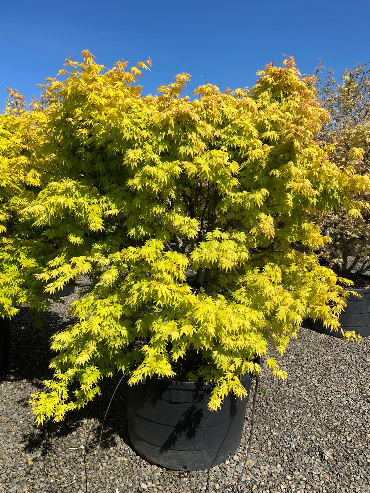 Acer palmatum 'Orange Dream'