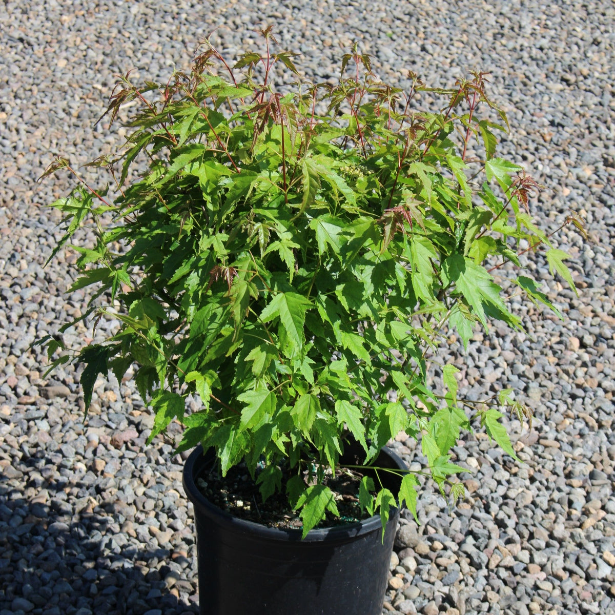 Acer ginnala 'Bailey Compact'
