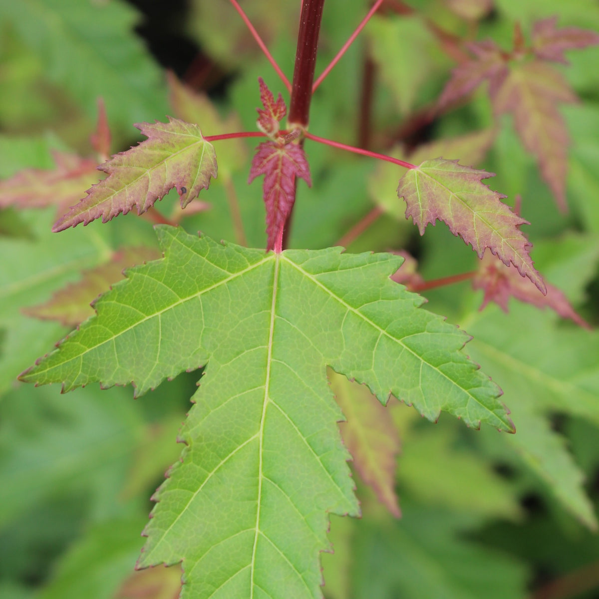 Acer ginnala 'Flame', Shrub Form