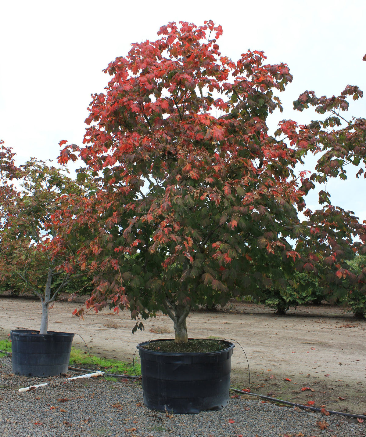 Acer japonicum 'Emmett's Pumpkin'