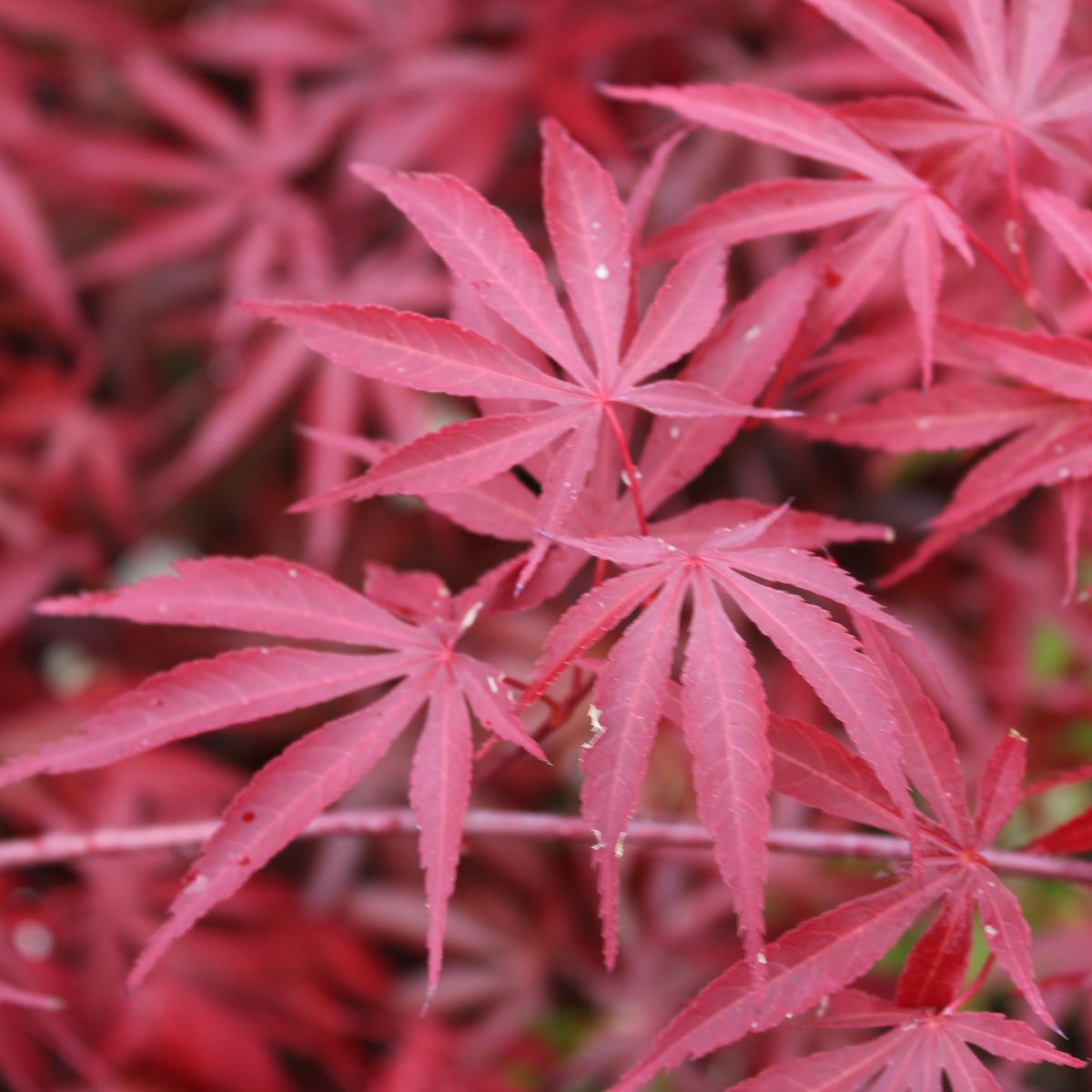 Acer palmatum 'Beni kagami'