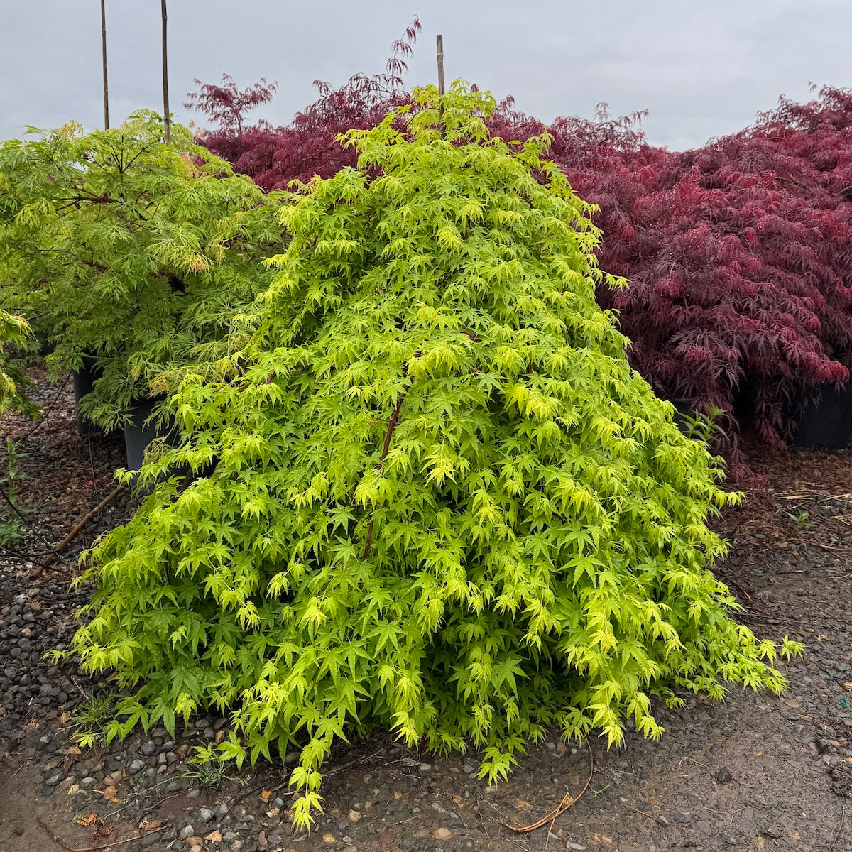 Acer palmatum 'Falling Star'
