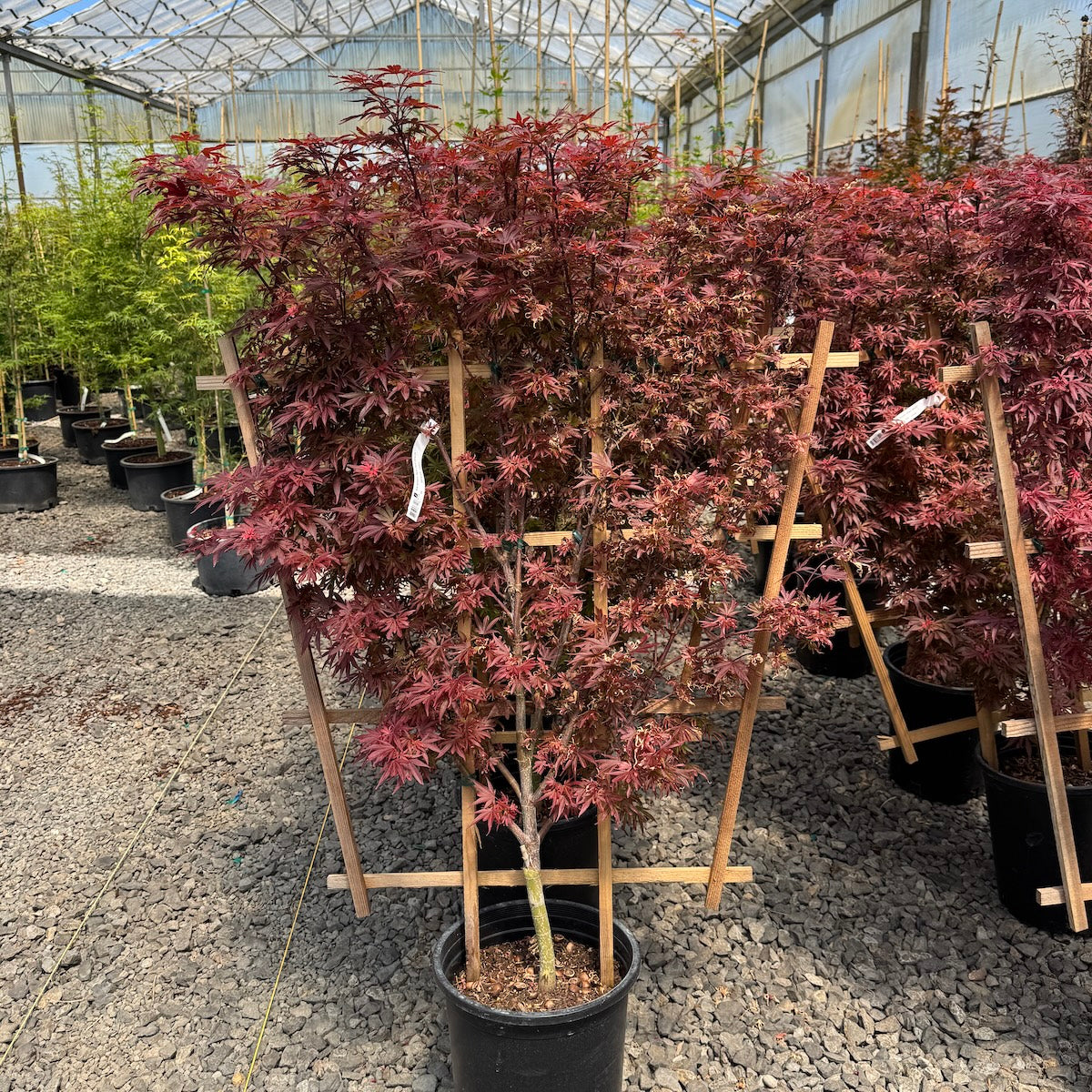 Acer palmatum 'Shaina' (Dwarf), Espalier