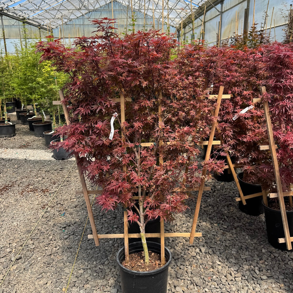 Acer palmatum 'Shaina' (Dwarf), Espalier