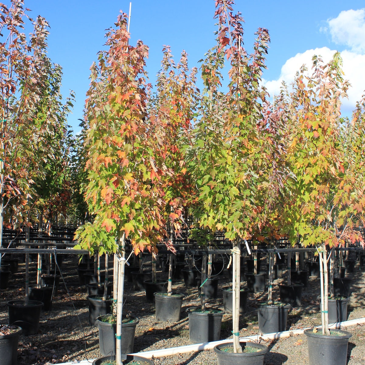 Acer r. 'Karpick' (Columnar)