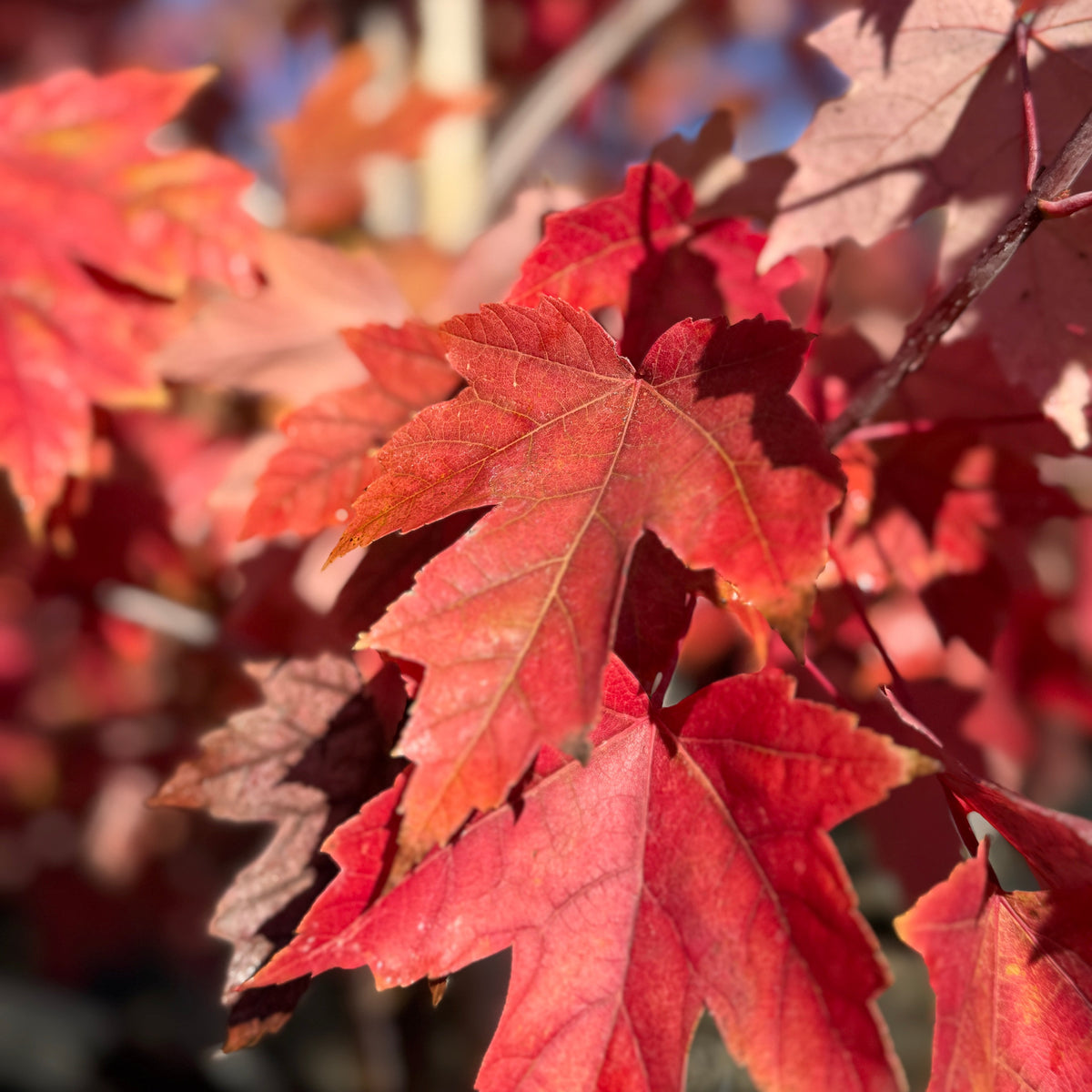 Acer x freemanii 'Autumn Blaze'®-2.JPG