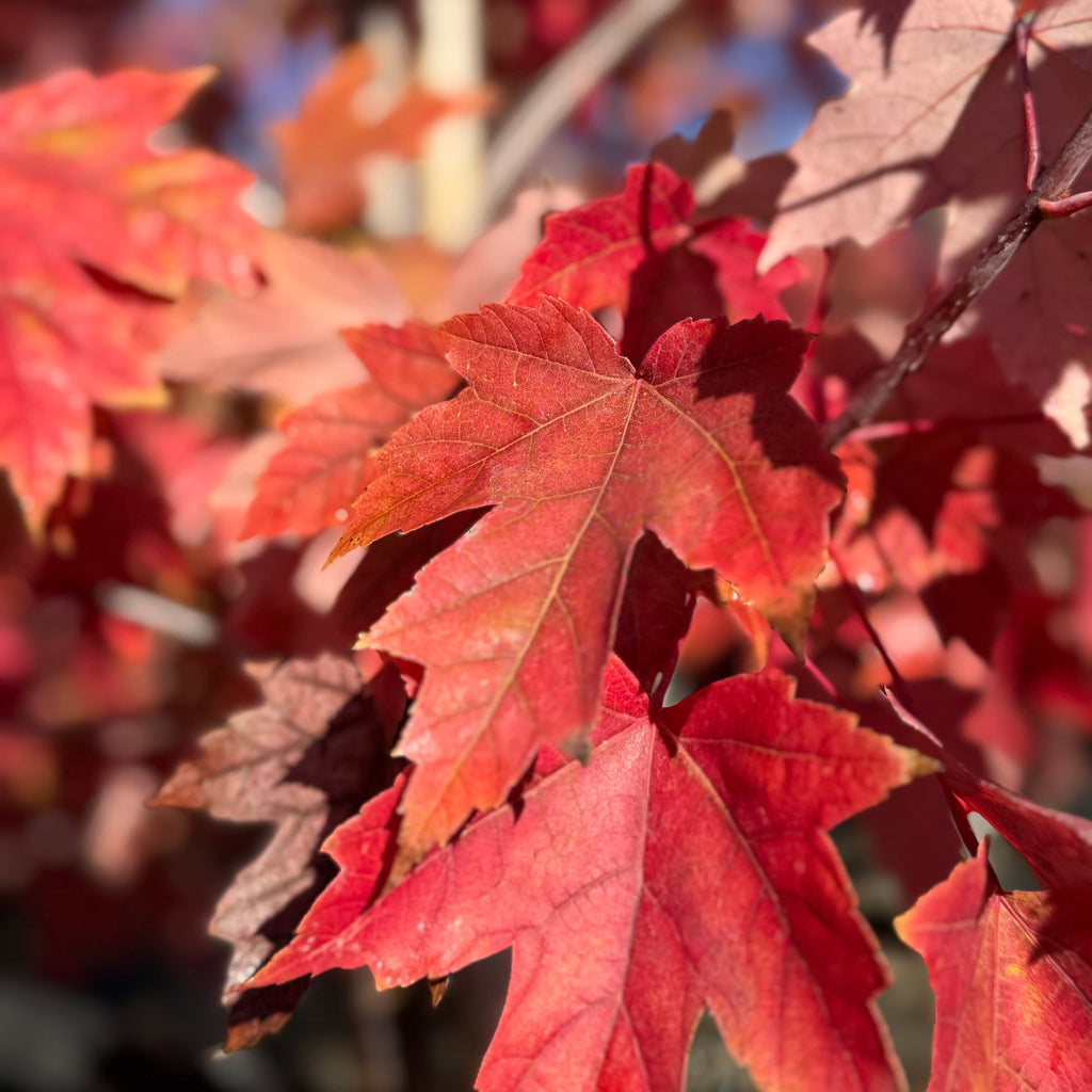 Acer x freemanii 'Autumn Blaze'®-2.JPG