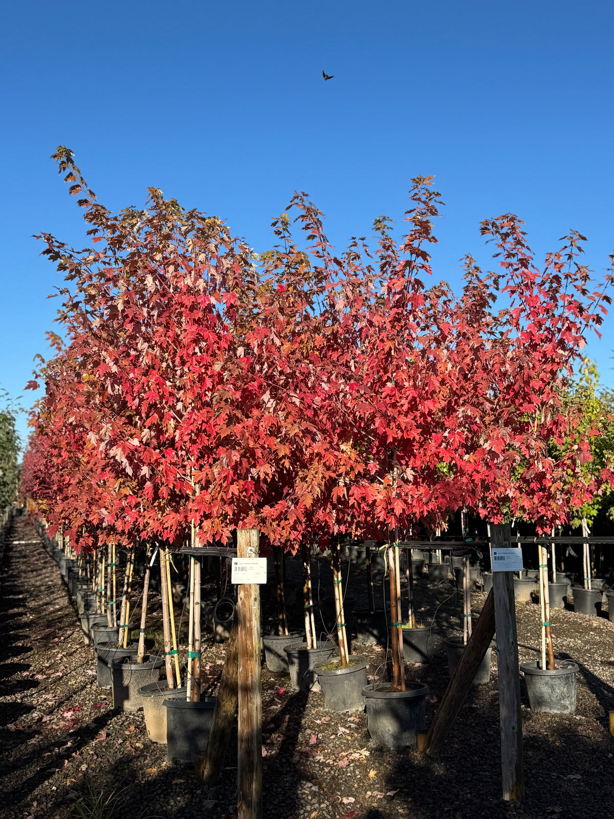 Acer x freemanii 'Autumn Blaze'® (CG) 1 in#15.JPG