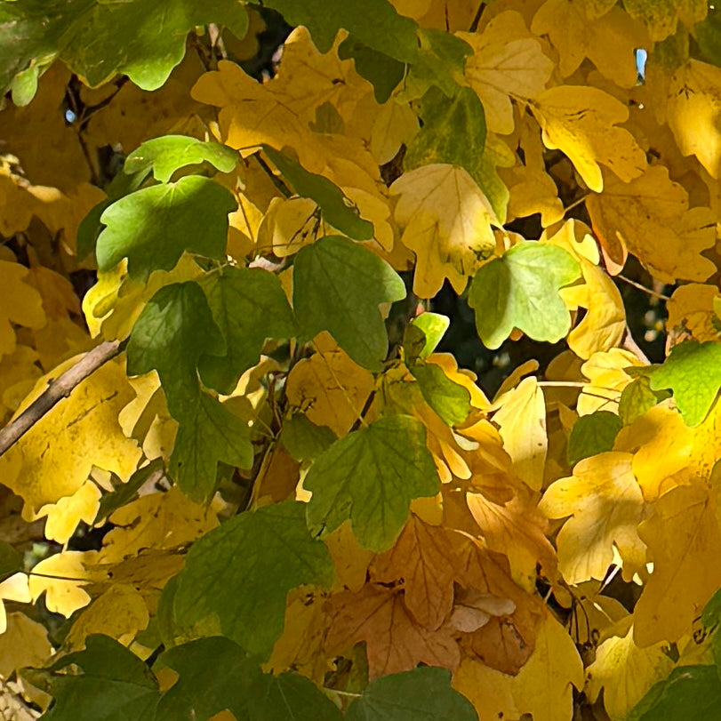 Acer campestre