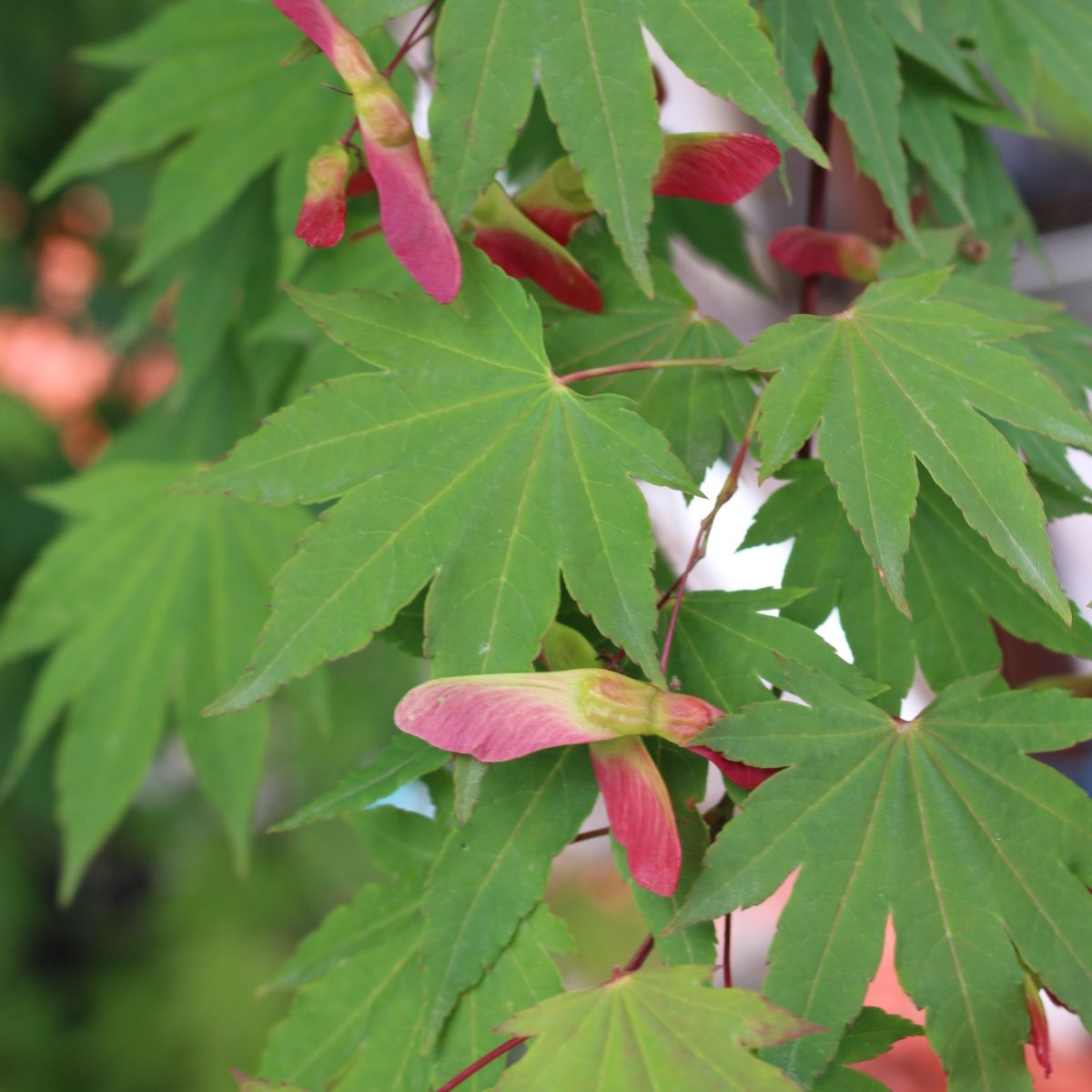 Acer circinatum