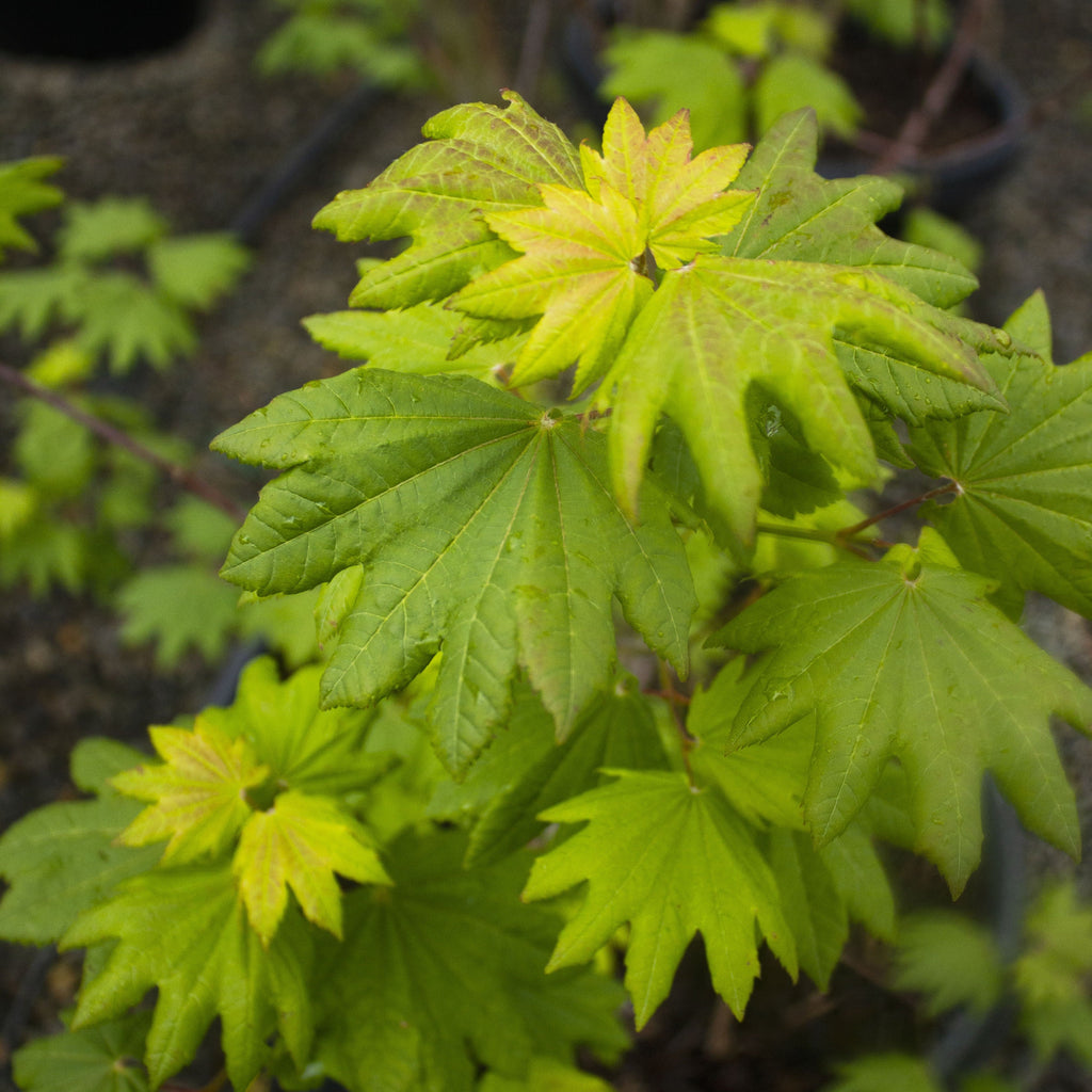 Acer circinatum 'Del's Dwarf'