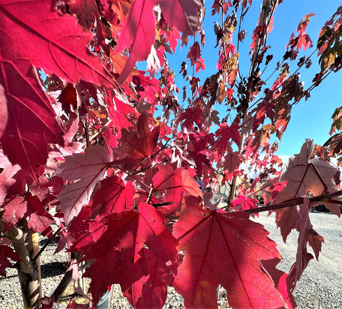Acer x freemanii 'Autumn Blaze'®