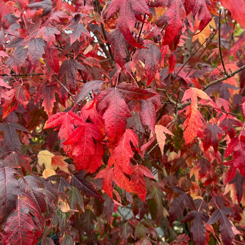 Acer ginnala 'Bailey Compact'