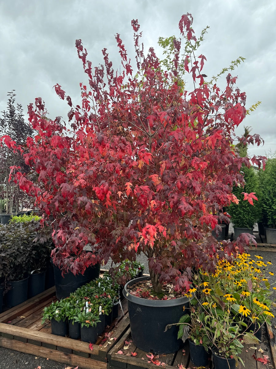Acer ginnala 'Bailey Compact'