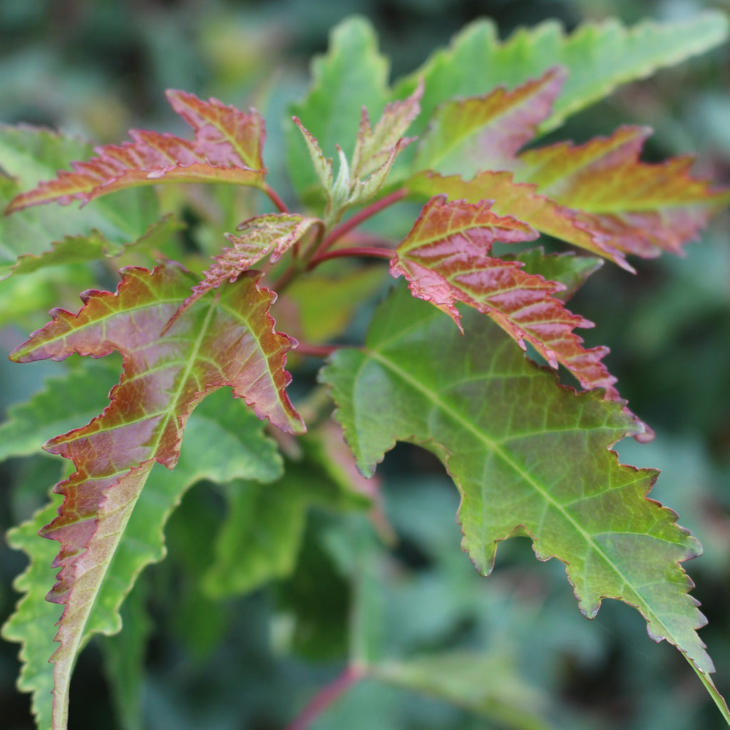 Acer ginnala 'Bailey Compact' (CG)