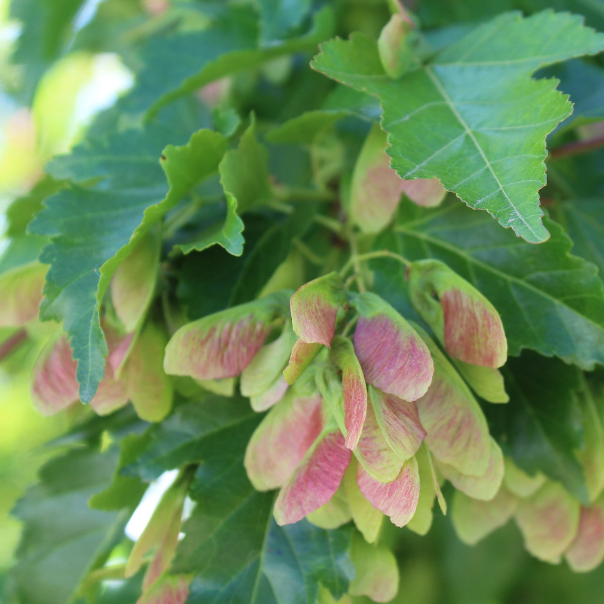 Acer ginnala 'Flame', Shrub Form