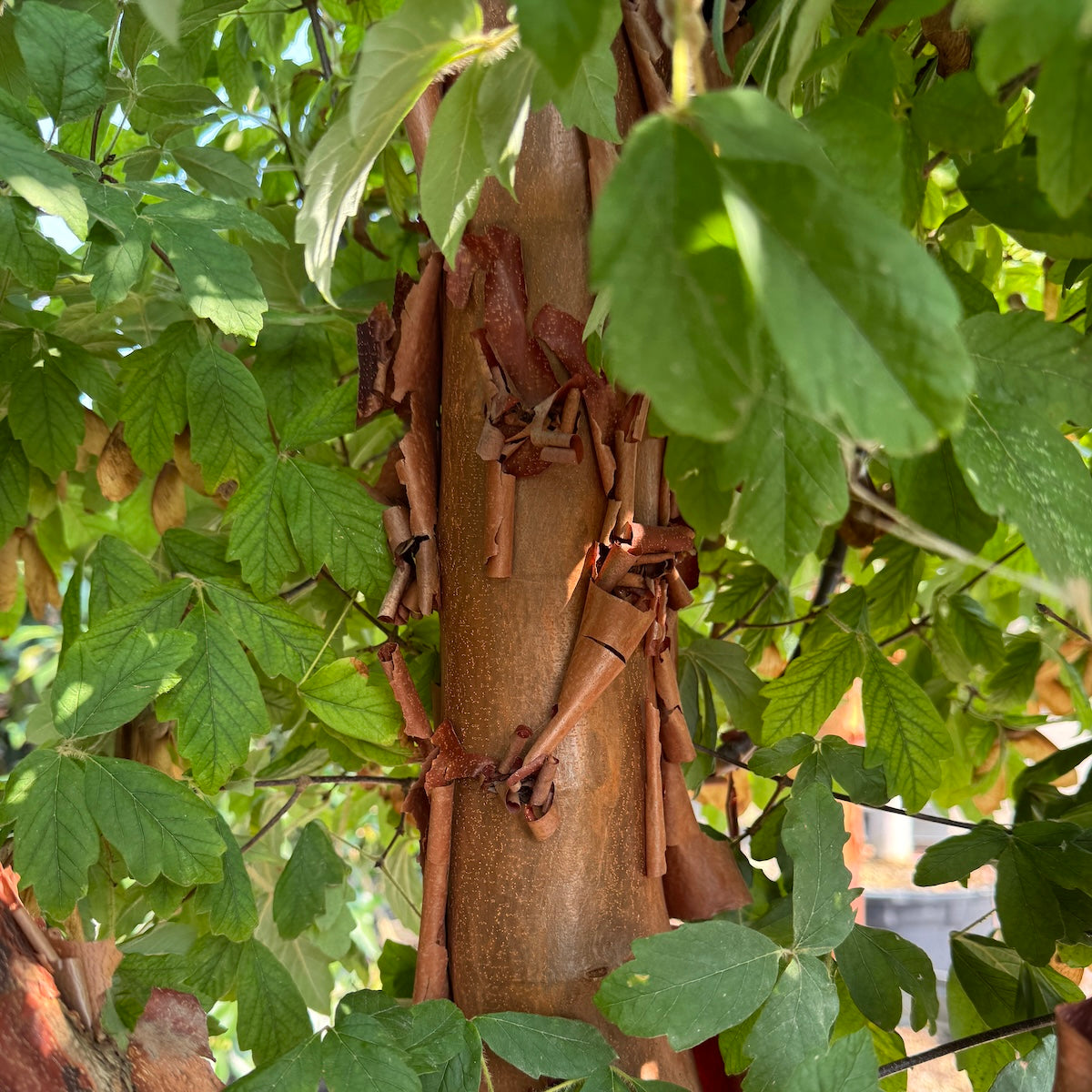 Acer griseum