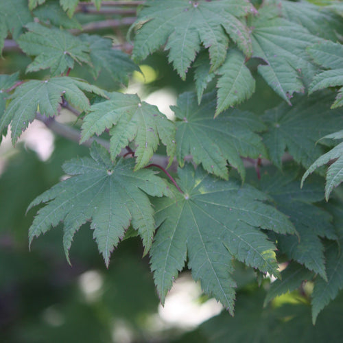 Acer japonicum 'O isami'