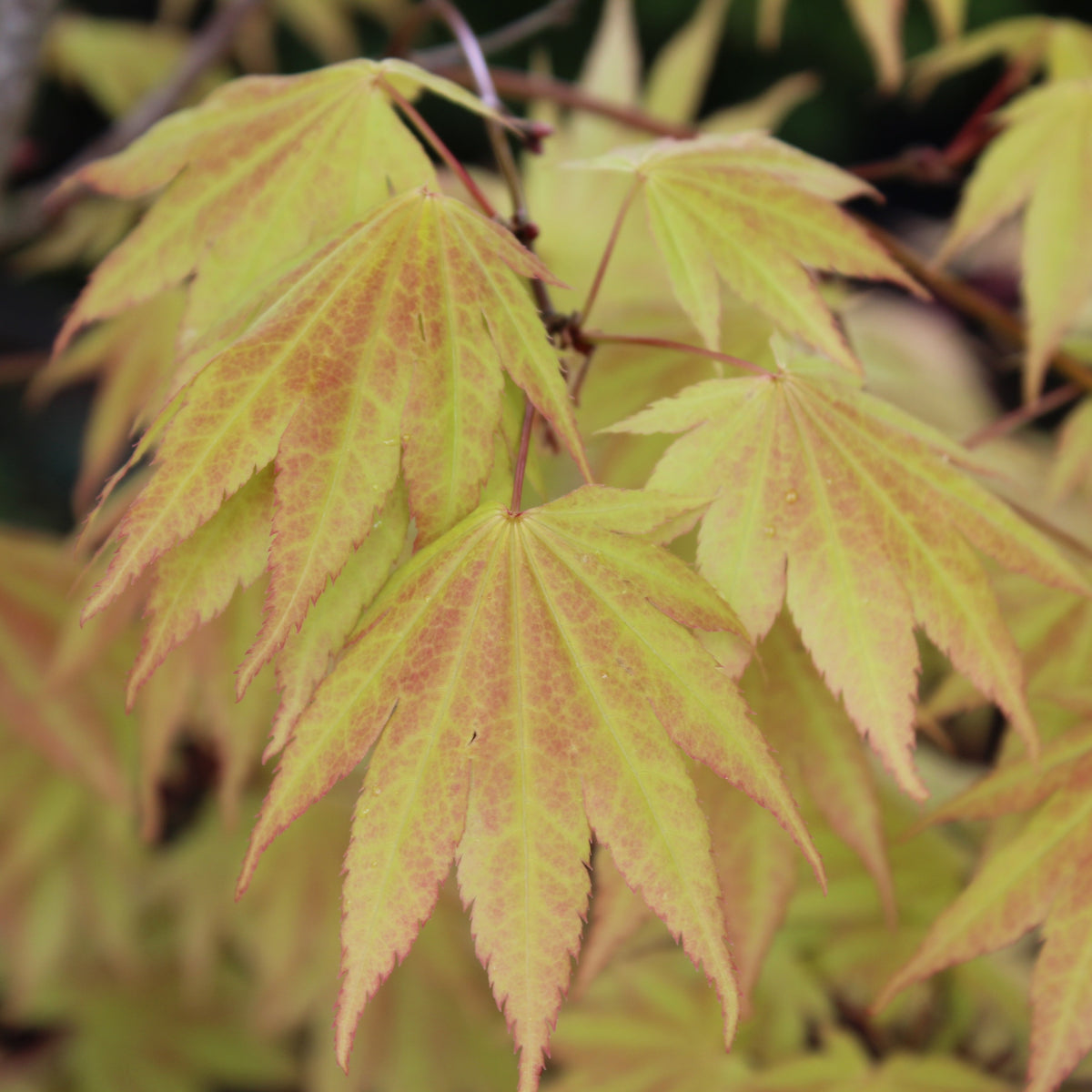 Acer japonicum 'Autumn Moon'