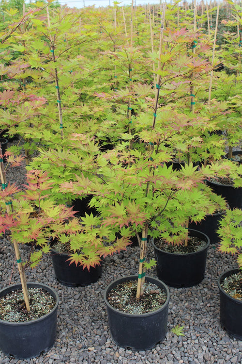Acer japonicum 'Autumn Moon'
