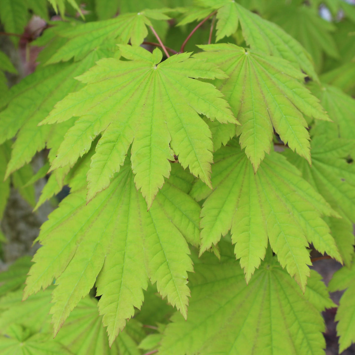 Acer japonicum 'O isami'