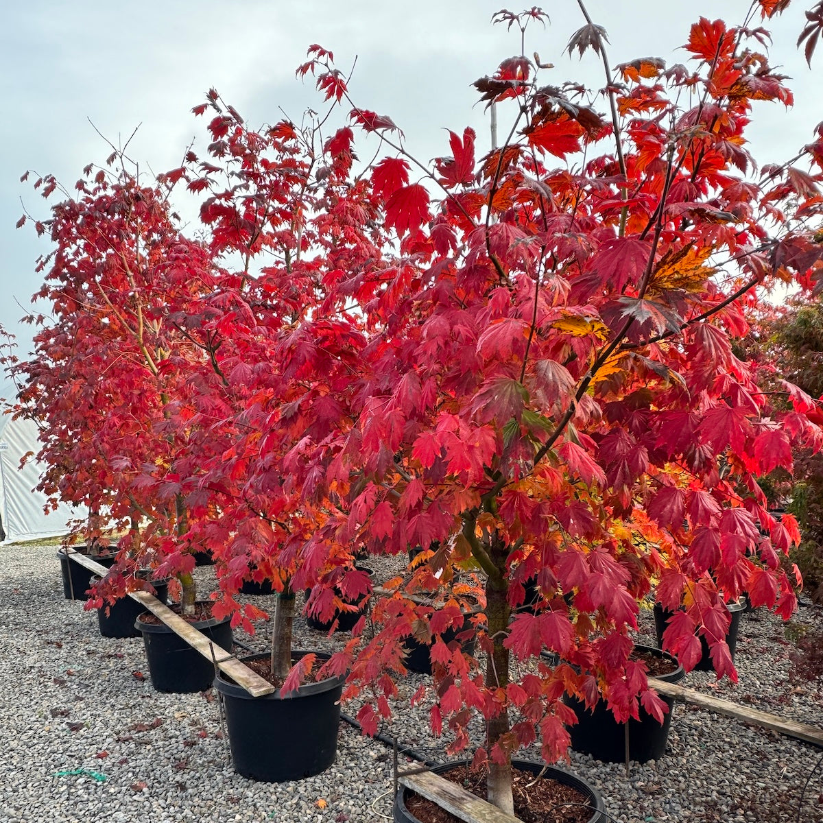 Acer japonicum 'Emmett's Pumpkin'