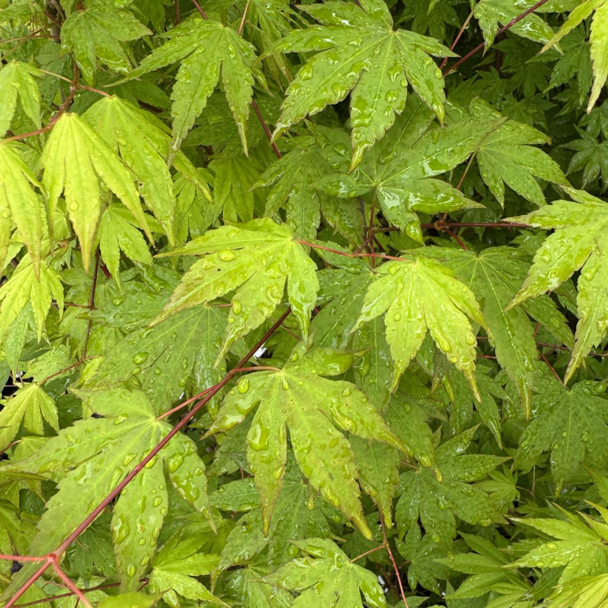Acer japonicum 'Garden Glory'