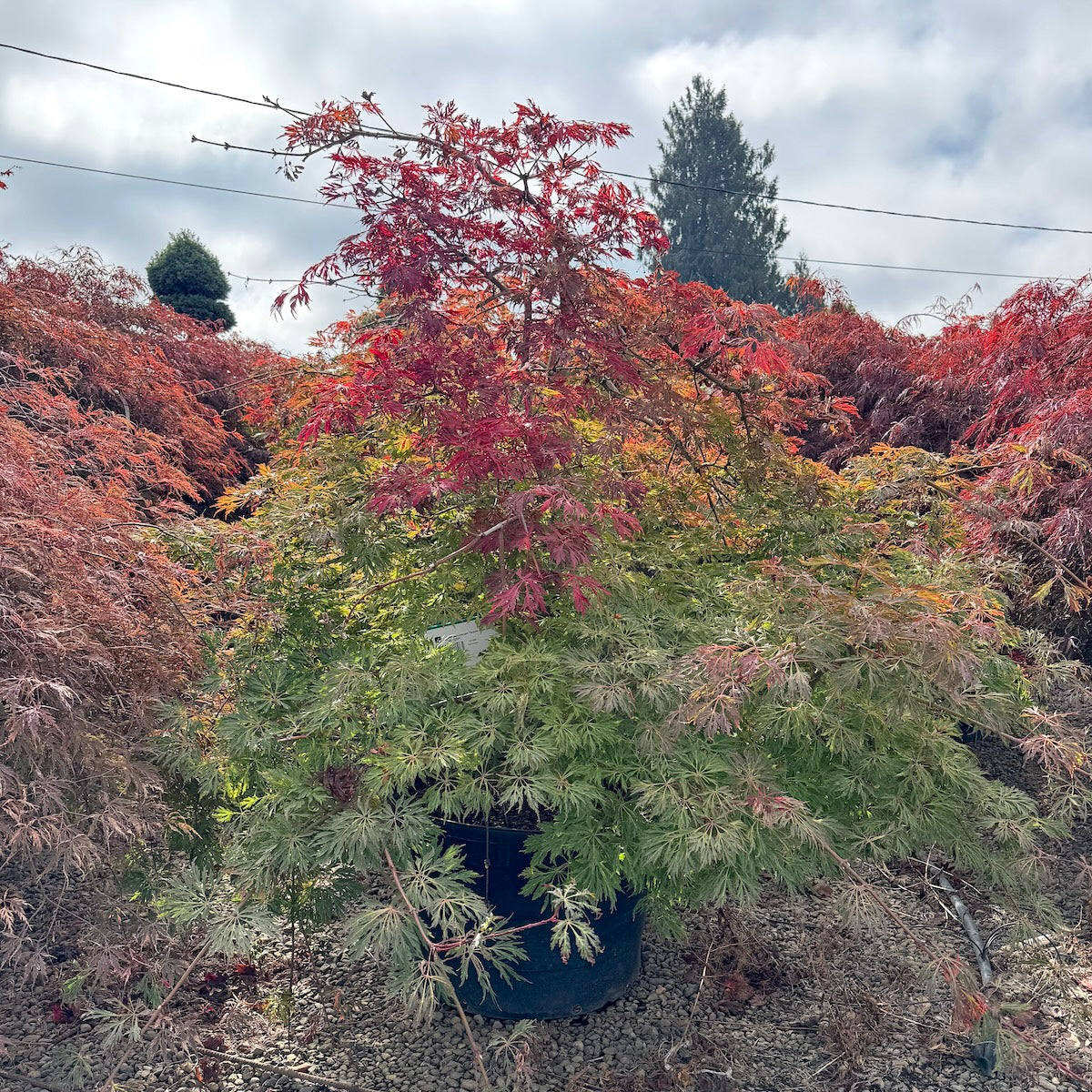 Acer japonicum 'Green Cascade', 2X Tall