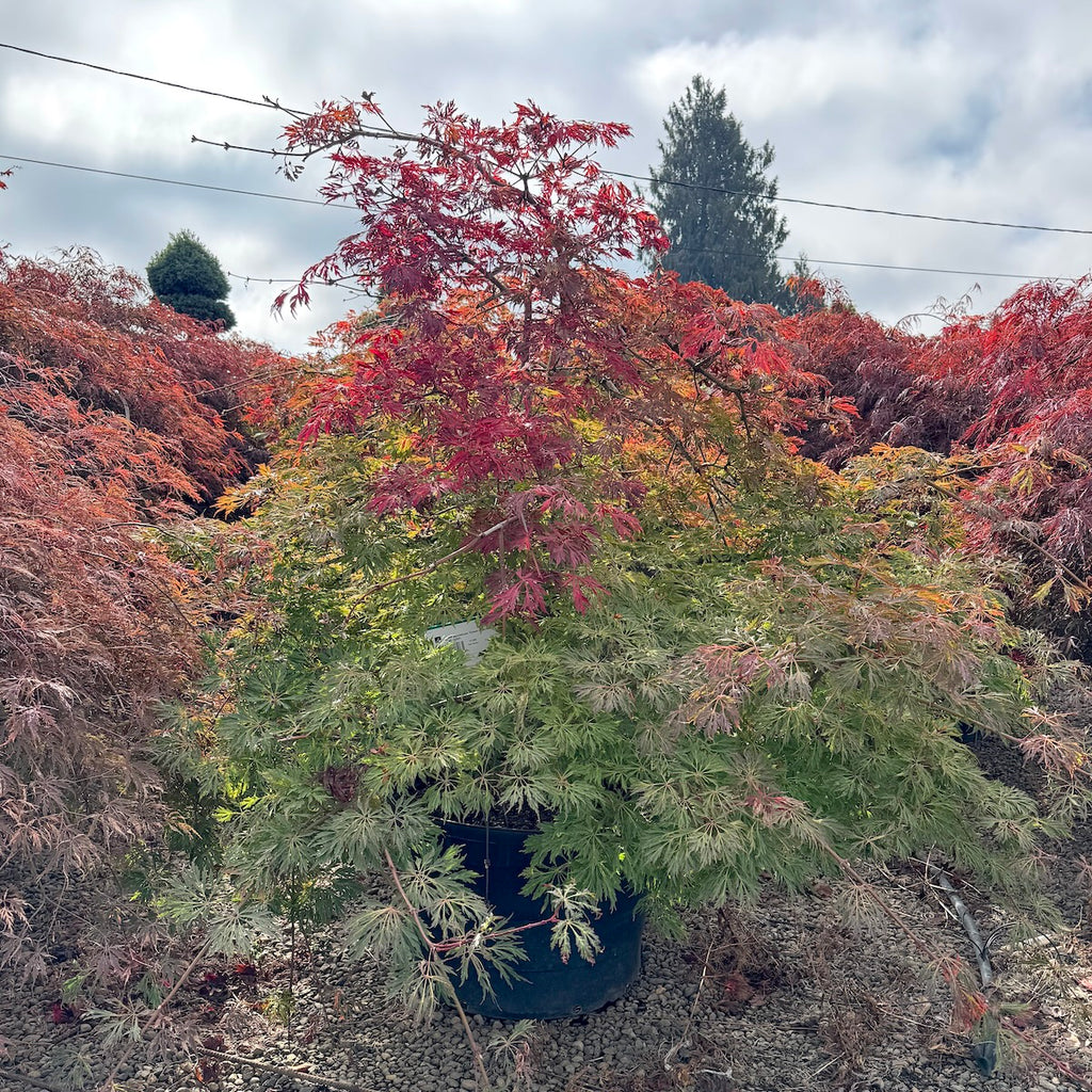 Acer japonicum 'Green Cascade', 2X Tall (BBP)