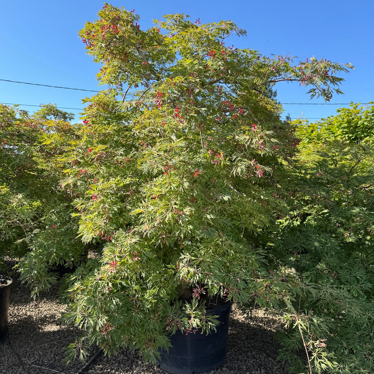 Acer japonicum 'Green Cascade', 2X