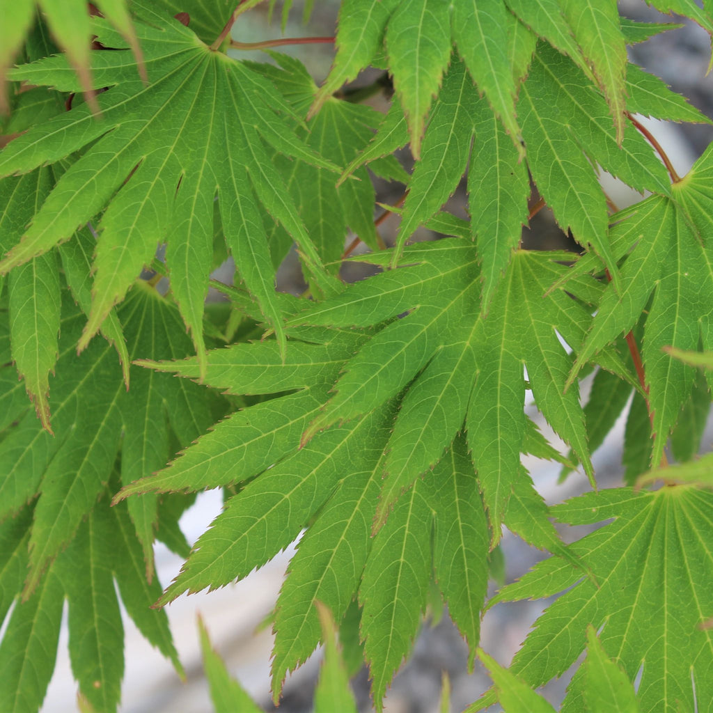 Acer japonicum 'Palmatifolium' (CG)