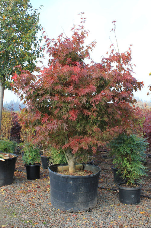 Acer japonicum 'Red Dawn'