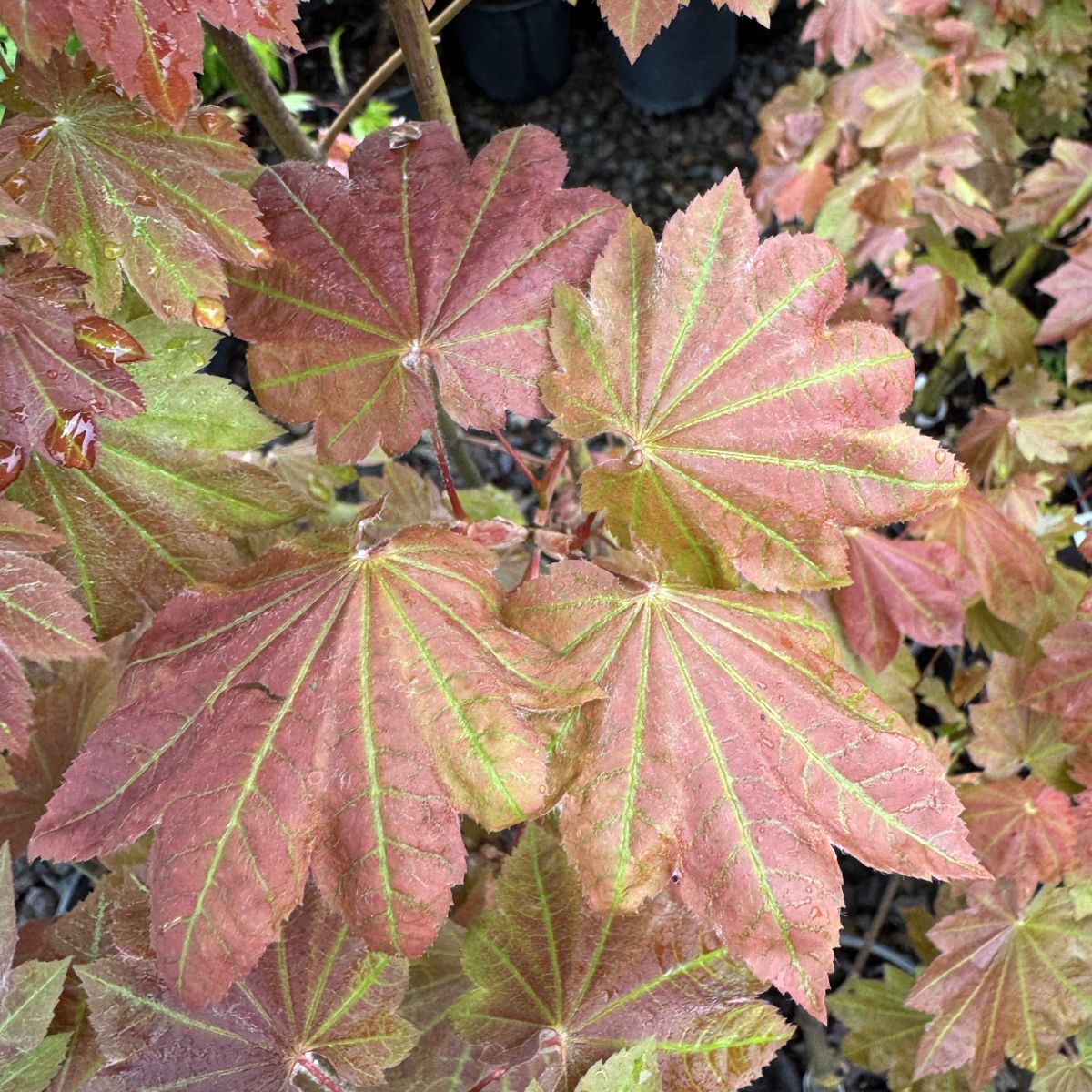 Acer japonicum 'Ruby'