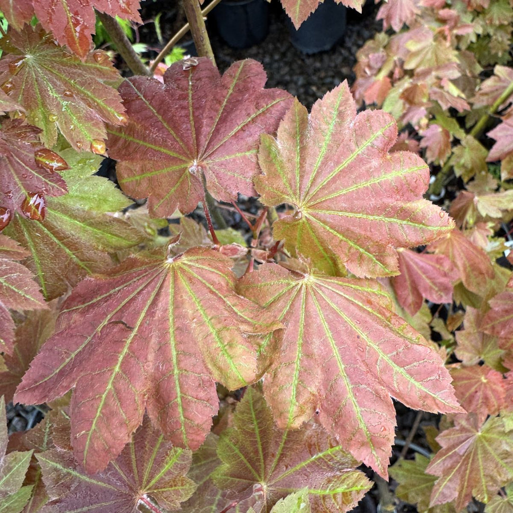 Acer japonicum 'Ruby' (CG)