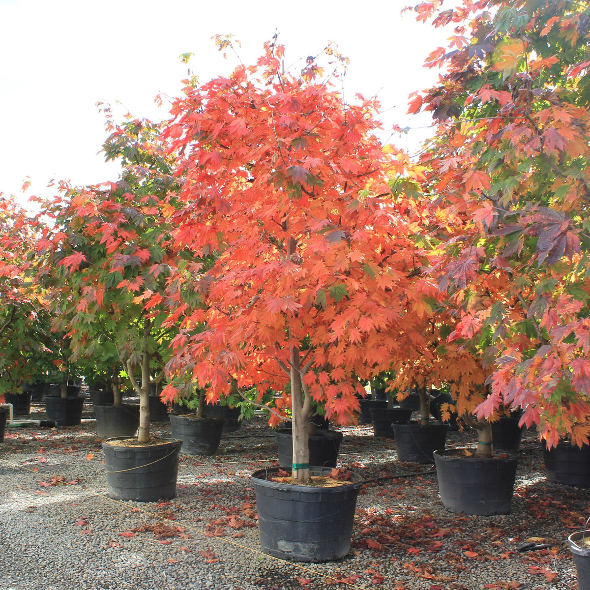 Acer japonicum 'Vitifolium'