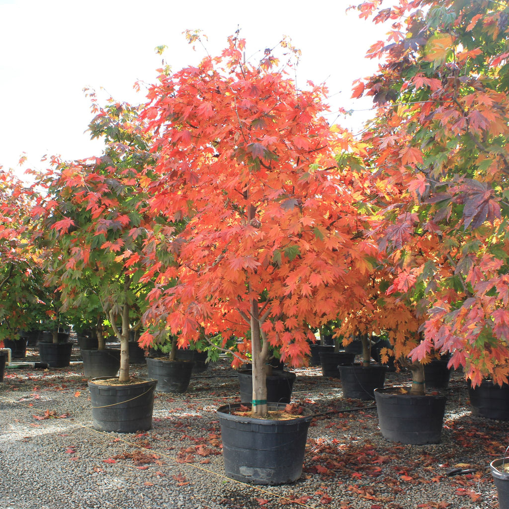 Acer japonicum 'Vitifolium' (BBP)
